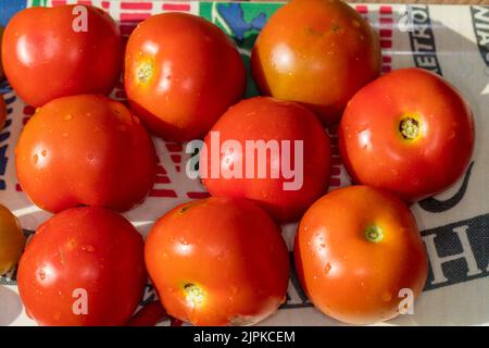 „Alicante“-Tomate, Tomate (Solanum lycopersicum) Stockfoto