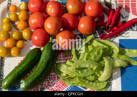 „Alicante“-Tomate, Tomate (Solanum lycopersicum) Stockfoto