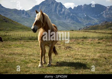 Schöne blonde Pferd in den Bergen von Asturien, Spanien. Jungtier in seinem natürlichen Lebensraum. Stockfoto