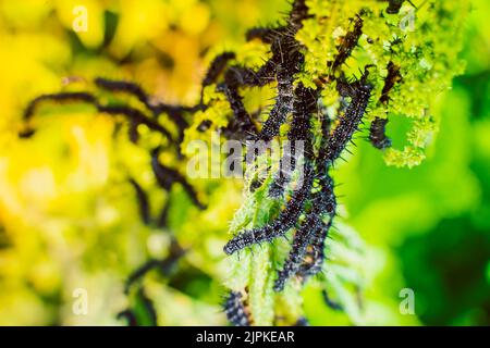 Viele schwarze Raupen des Pfauenschmetterlings auf Nesseln aus der Nähe, verschwommener Hintergrund. Eine schwarze Raupe mit Stacheln und weißen Punkten frisst das l Stockfoto