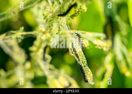 Schwarze Raupe eines Pfauenschmetterlings auf einer Brennnessel aus nächster Nähe. Eine schwarze Raupe mit Stacheln und weißen Punkten frisst die Blätter der Brennnessel Stockfoto