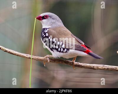 Fröhlich animiert sprudelnden männlichen Diamond Fieinzelhandel voller der Freuden des Frühlings. Stockfoto