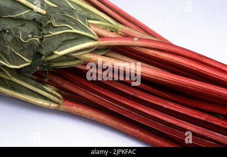 STÄNGEL UND BLÄTTER VON GEERNTETEM RHABARBER (RHEUM RHABARBARUM) Stockfoto