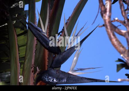 Blumen des riesigen weißen Paradiesvogels, auch bekannt als Wild Banana [Strelitzia nicolai]. Stockfoto