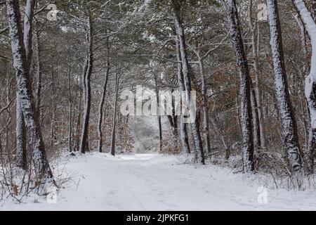 Straße, die durch verträumte schneebedeckte Landschaft führt Stockfoto