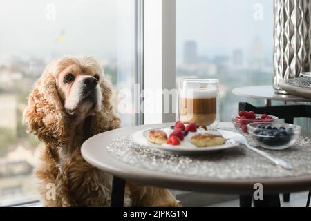 Der Hund bettelt um Nahrung vom Tisch. Stockfoto