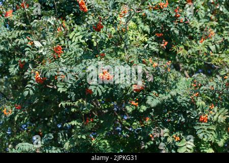 Sorbus aucuparia, Vogelbeeren auf Baum selektiver Fokus Stockfoto