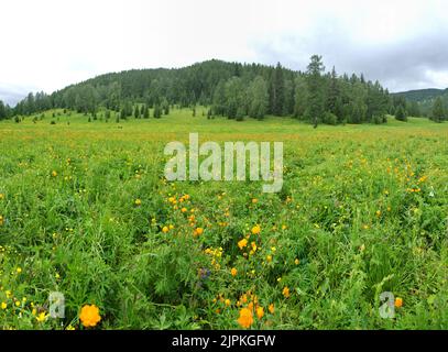 Altai Bergwiesen sind berühmt für ihre üppige Vegetation und die Fülle an Honigpflanzen. Im Vordergrund blühende sibirische Globeflower (Trollius A Stockfoto