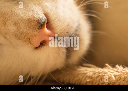 Schlafende Katze in Sepia, Tabby und weißen Farben Stockfoto