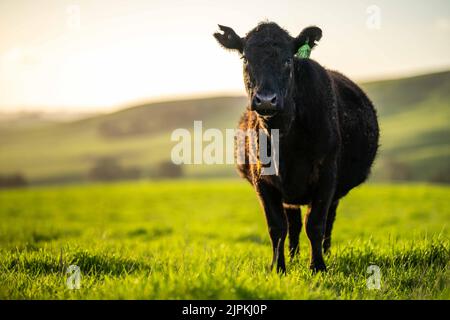 Rinder und Kühe in Australi Stockfoto
