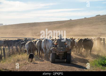 Rinder und Kühe in Australi Stockfoto