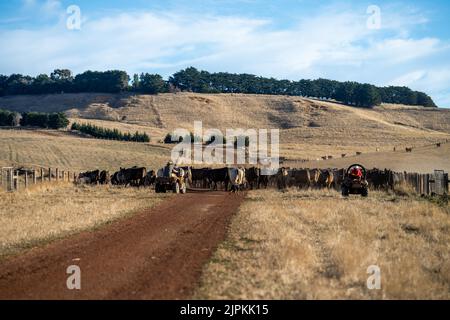 Rinder und Kühe in Australi Stockfoto