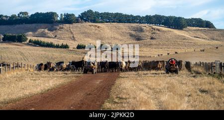 Rinder und Kühe in Australi Stockfoto