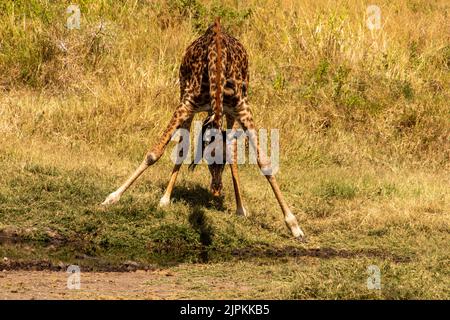 Eine junge Giraffe, die sich beugte, um aus einer Wasserquelle zu trinken. Stockfoto