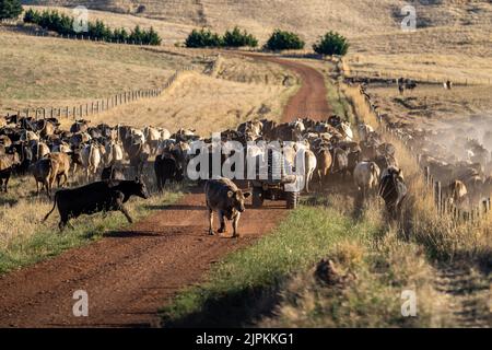 Rinder und Kühe in Australi Stockfoto