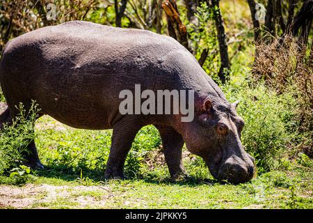 Der Nilpferd, der auch als Flusspferd, Nilpferd und Flusspferd bezeichnet wird, ist ein großes semiaquatisches Säugetier, das in Unterwassergebieten beheimatet ist. Stockfoto