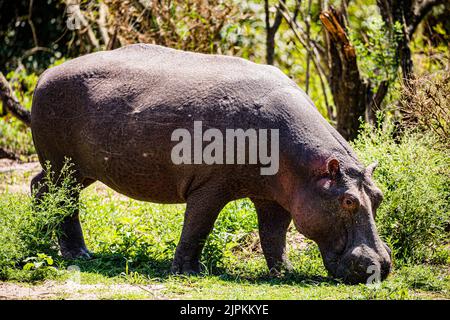 Der Nilpferd, der auch als Flusspferd, Nilpferd und Flusspferd bezeichnet wird, ist ein großes semiaquatisches Säugetier, das in Unterwassergebieten beheimatet ist. Stockfoto