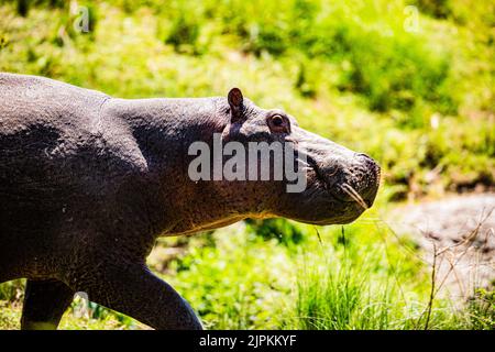 Der Nilpferd, der auch als Flusspferd, Nilpferd und Flusspferd bezeichnet wird, ist ein großes semiaquatisches Säugetier, das in Unterwassergebieten beheimatet ist. Stockfoto