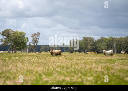 Rinder und Kühe in Australi Stockfoto