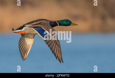 Eine Nahaufnahme einer fliegenden männlichen Stockente (Anas plathyrhynchos), auch Wildente genannt Stockfoto