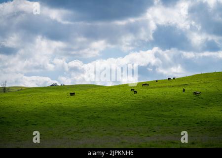 Rinder und Kühe in Australi Stockfoto