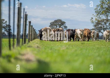 Rinder und Kühe in Australi Stockfoto