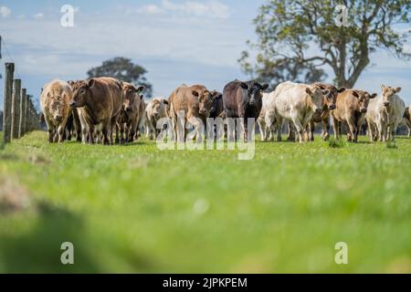 Rinder und Kühe in Australi Stockfoto