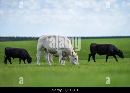 Rinder und Kühe in Australi Stockfoto