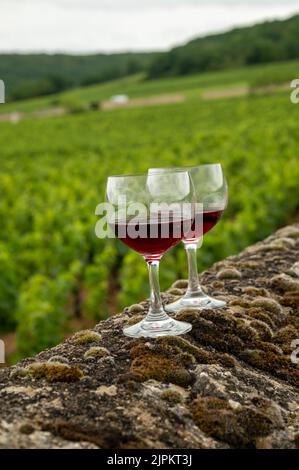 Besuchen Sie Höhlen und probieren Sie roten, trockenen Pinot-Noir-Wein im Glas auf erstklassigen und Grand Cru-Weinbergen in der Weinbauregion Burgund, Frankreich Stockfoto