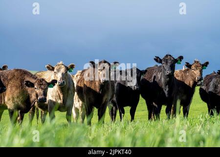 Rinder und Kühe in Australi Stockfoto