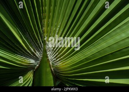 Nahaufnahme, Detailaufnahme und Hintergrund einer grünen frischen Palmwedel, die wie ein Ventilator gefaltet ist. Stockfoto