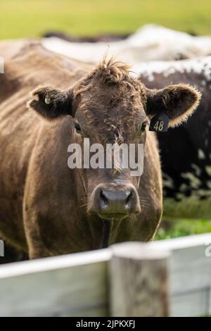 Rinder und Kühe in Australi Stockfoto