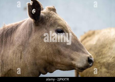 Rinder und Kühe in Australi Stockfoto