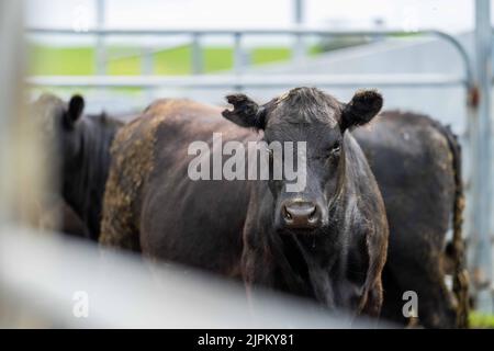 Rinder und Kühe in Australi Stockfoto