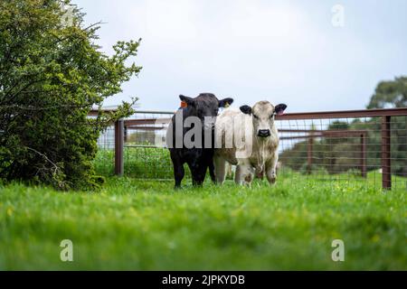 Rinder und Kühe in Australi Stockfoto