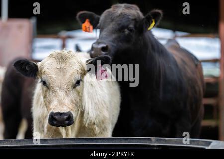 Rinder und Kühe in Australi Stockfoto