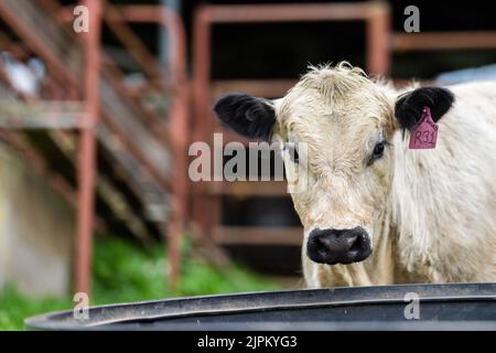 Rinder und Kühe in Australi Stockfoto