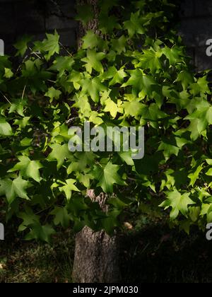 Liquidambar Baum im Sommer, kurz bevor er im Herbst rot wird. Stockfoto