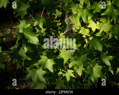 Horizontale Ansicht des Liquidambar-Baumes im Sommer, kurz bevor er im Herbst rot wird. Stockfoto