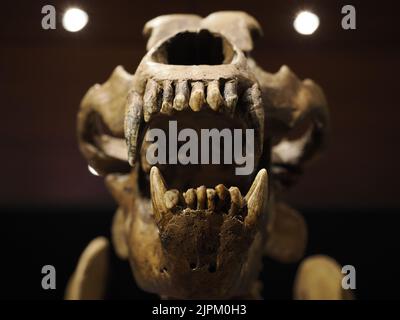 Prähistorisches Bärenskelett ursus ladinicus in dolomitenbergen gefunden Detail Stockfoto