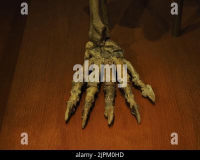 Prähistorisches Bärenskelett ursus ladinicus in dolomitenbergen gefunden Detail Stockfoto