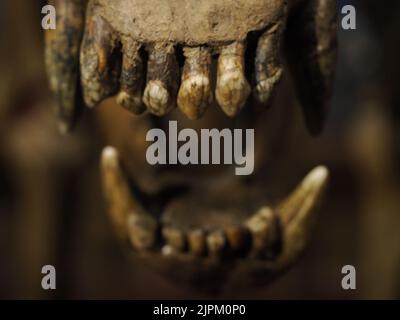 Prähistorisches Bärenskelett ursus ladinicus in dolomitenbergen gefunden Detail Stockfoto