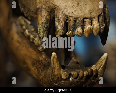 Prähistorisches Bärenskelett ursus ladinicus in dolomitenbergen gefunden Detail Stockfoto