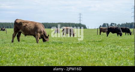 Rinder und Kühe in Australi Stockfoto