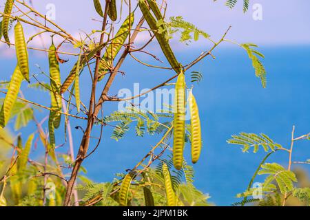 Senegalia catechu oder Khair Baum mit Früchten vor Meeresgrund. Es ist in Indien als Medizin und als Snack weit verbreitet Stockfoto