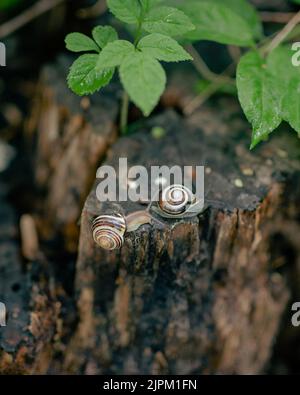 Eine Nahaufnahme von zwei Grove-Schnecken im Wald mit grünen Blättern Stockfoto