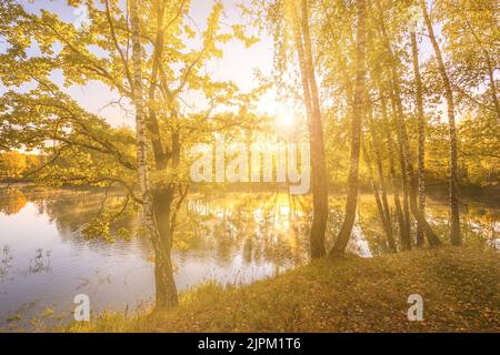 Sonnenaufgang in der Nähe des Teiches mit Birken mit gelben Blätter auf einem sonnigen Goldener Herbst morgen. Nebel über dem Wasser. Blätter fallen. Stockfoto