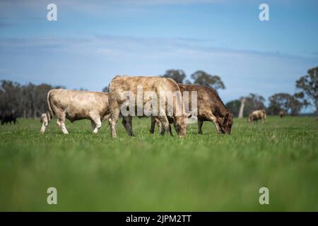Rinder und Kühe in Australi Stockfoto