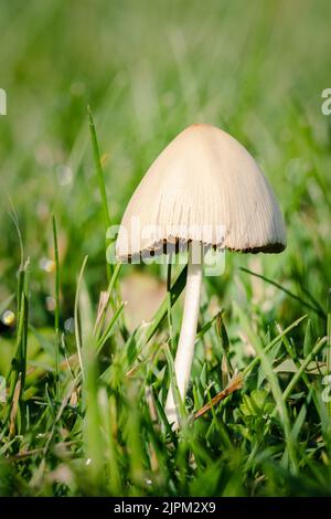 Makroaufnahme eines glitzernden Inkcap in einem Garten in der Nähe von Wien, Österreich. Stockfoto