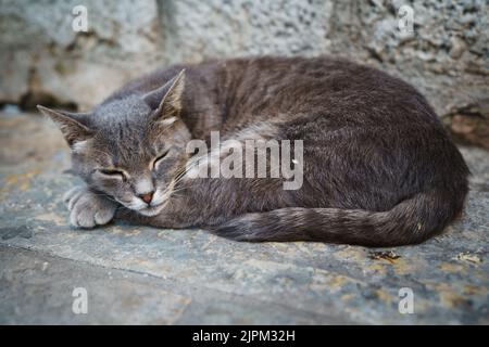 Graue streunende Katze schläft mit einem Auge leicht offen auf der Straße in Kotor, Montenegro. Stockfoto